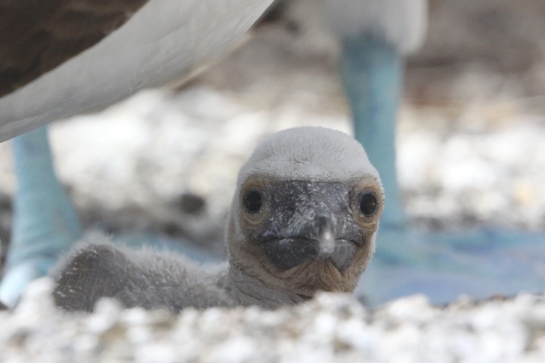 galapagos